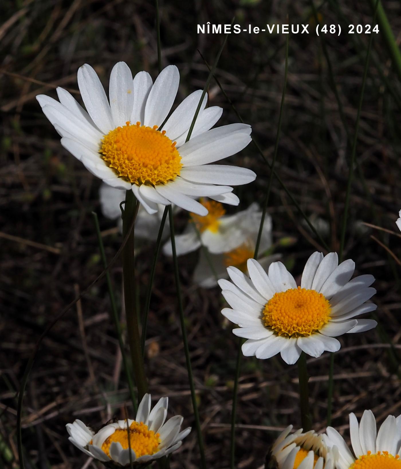 Ox-eye daisy, Grass-leaved flower